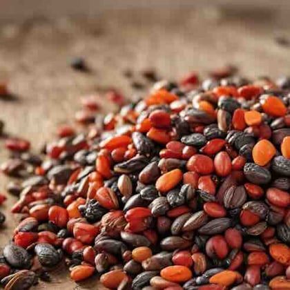 Grains of Paradise