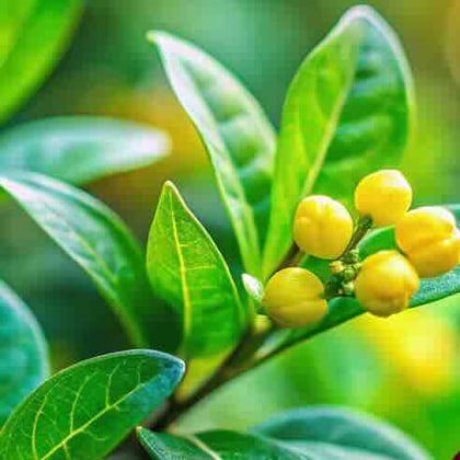 Gymnema Sylvestre